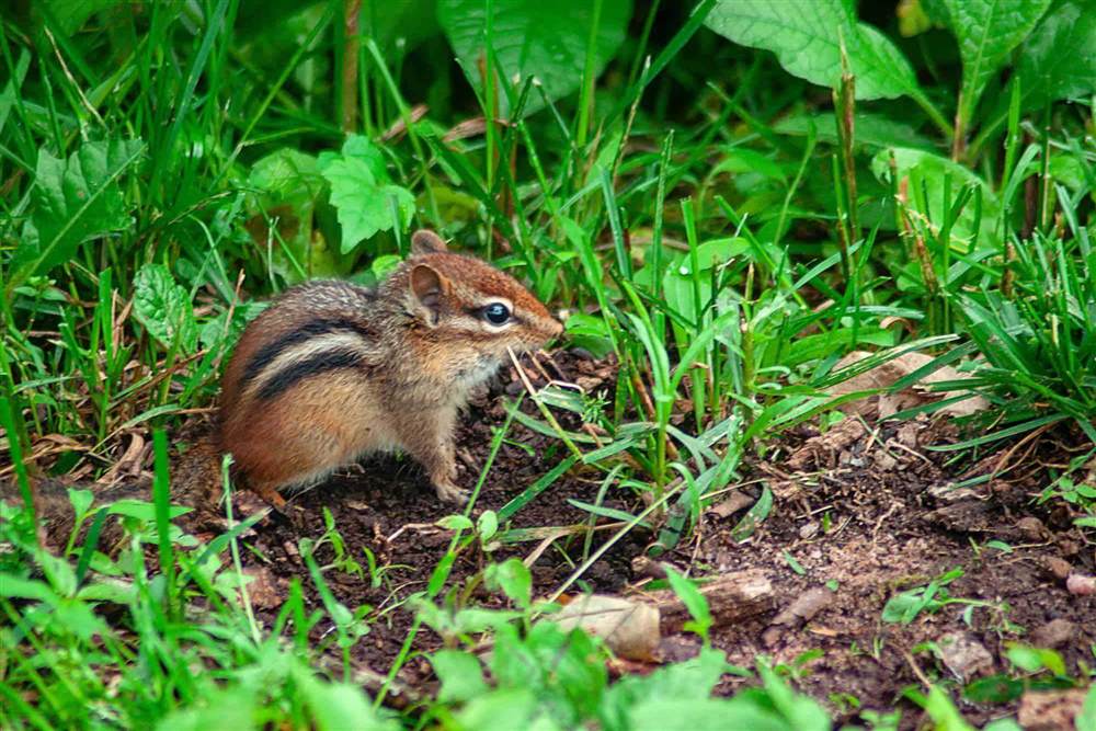 Eastern chipmunk foraging on bare soil beside a planting bed