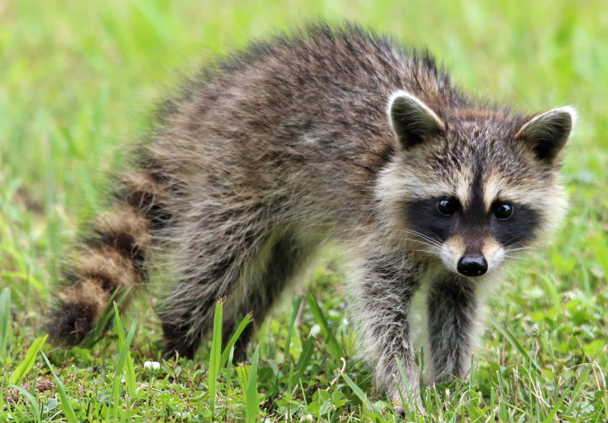 Raccoon crossing a residential lawn in daylight