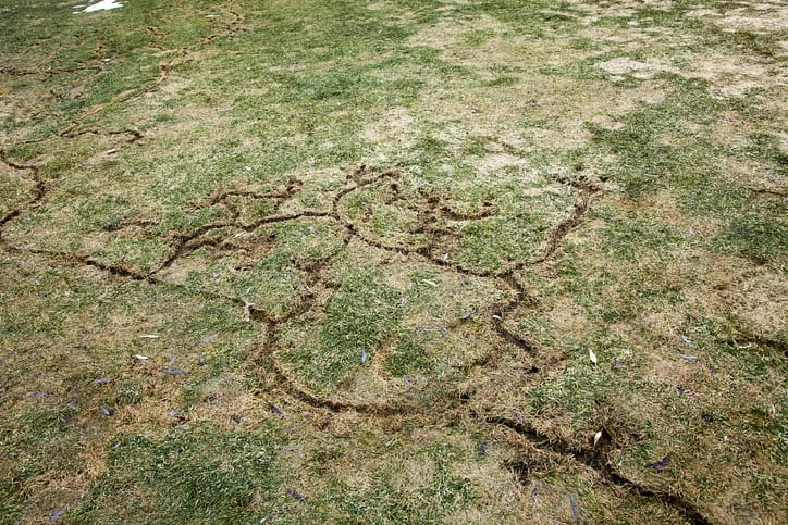 Winding vole surface runways cut through a lawn