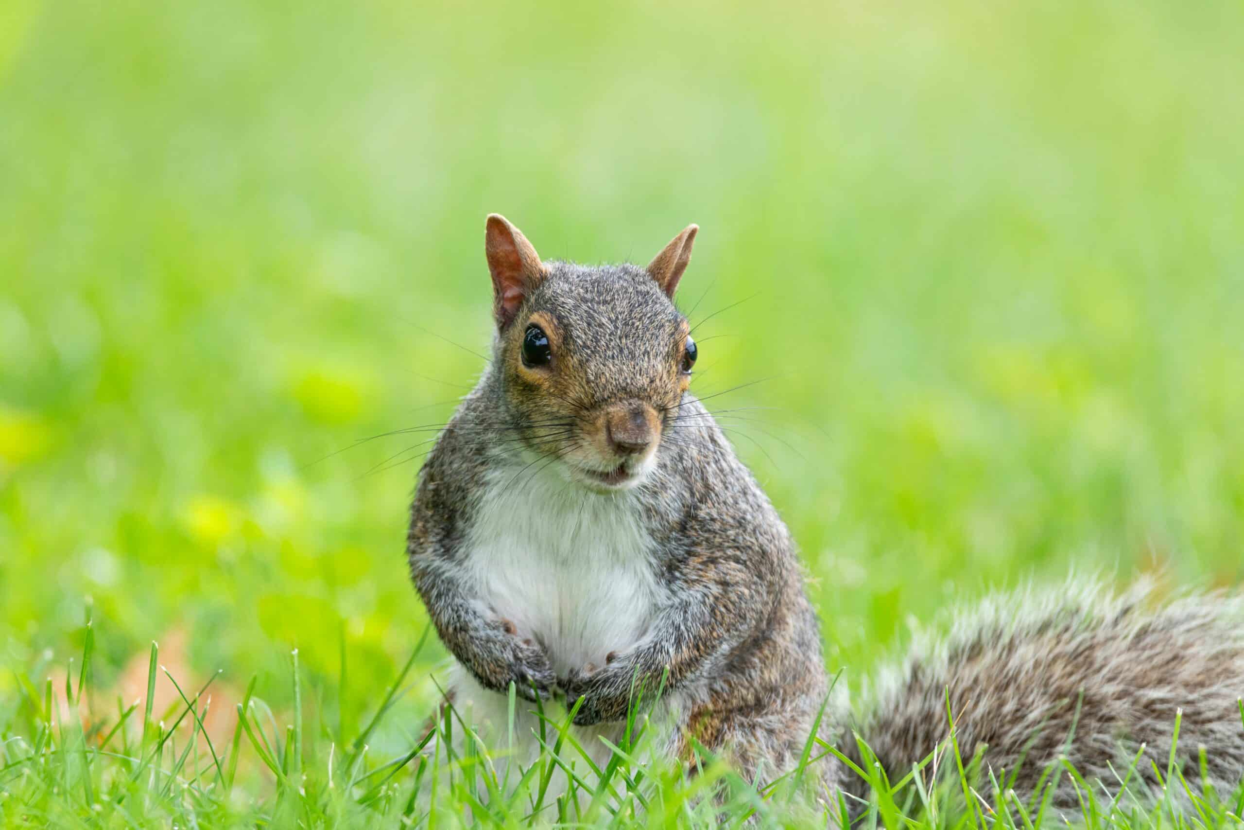 Gray squirrel sitting upright in back yard grass