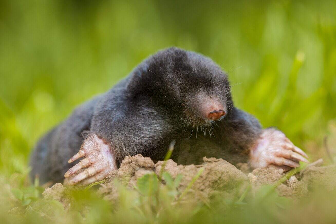 Eastern Ground Mole