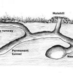 Mole Tunnel 300x300 1