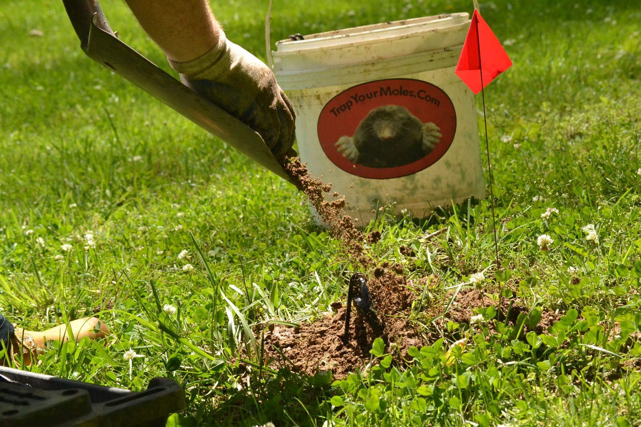 How to Catch a Ground Mole Using Mole Traps Trap Your Moles