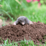 mole info port st lucie florida 1