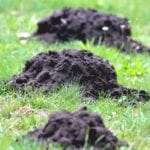 ground mole removal