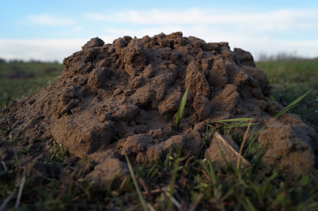 how to get rid of ground moles