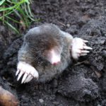 ground mole