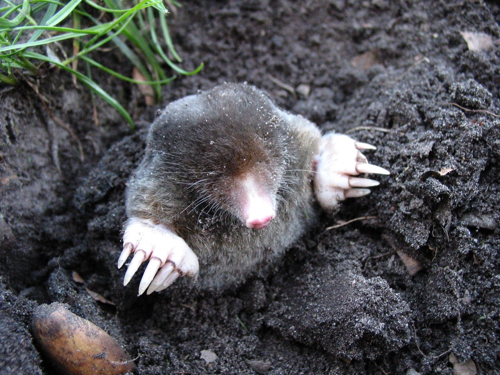 ground mole