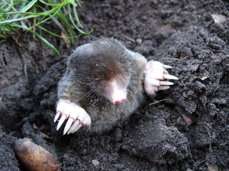 how to get rid of moles in your yard