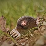 do moles carry diseases