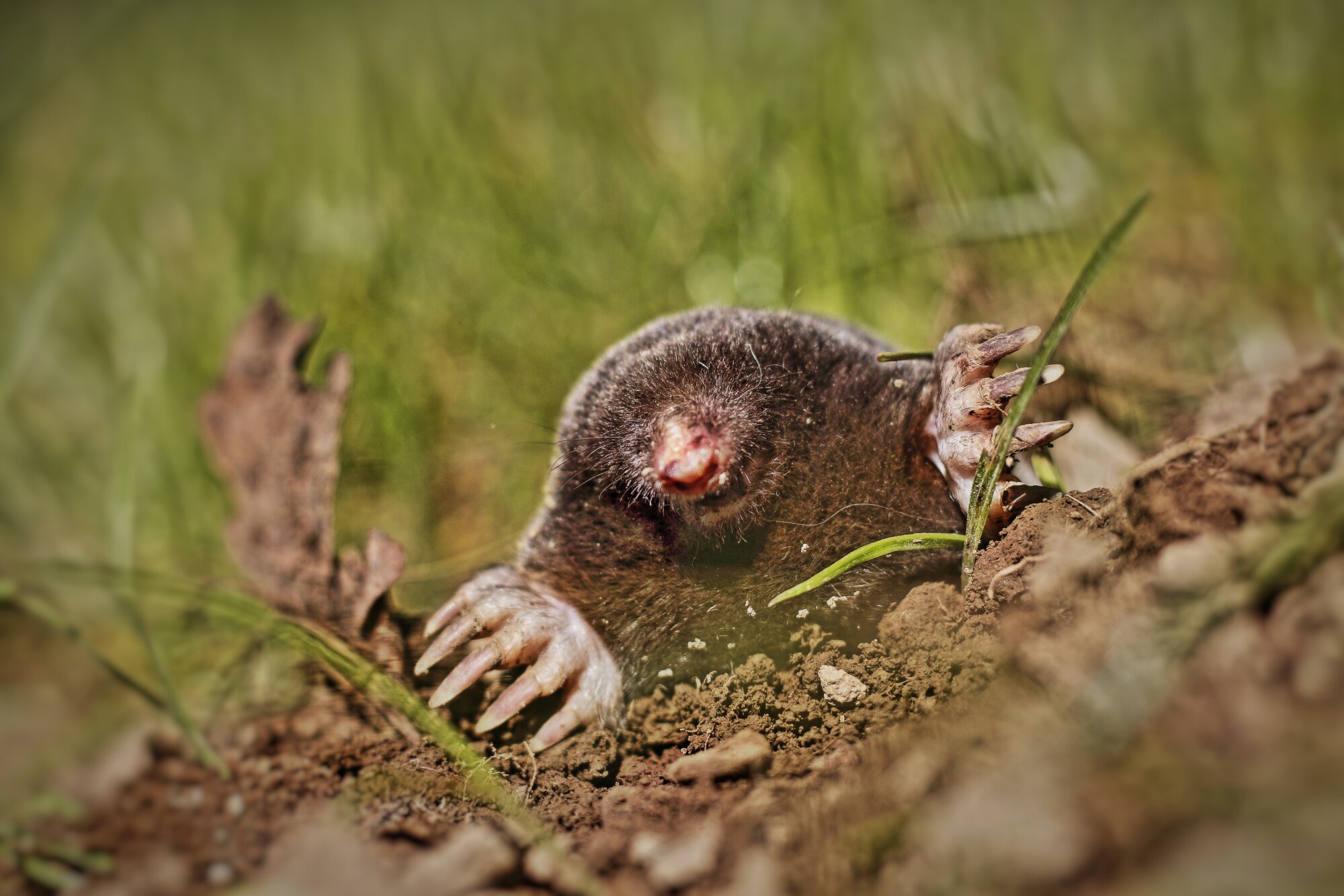 do moles carry diseases