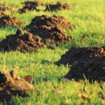 ground moles