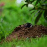 Mole problem