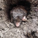 getting rid of Ground Moles