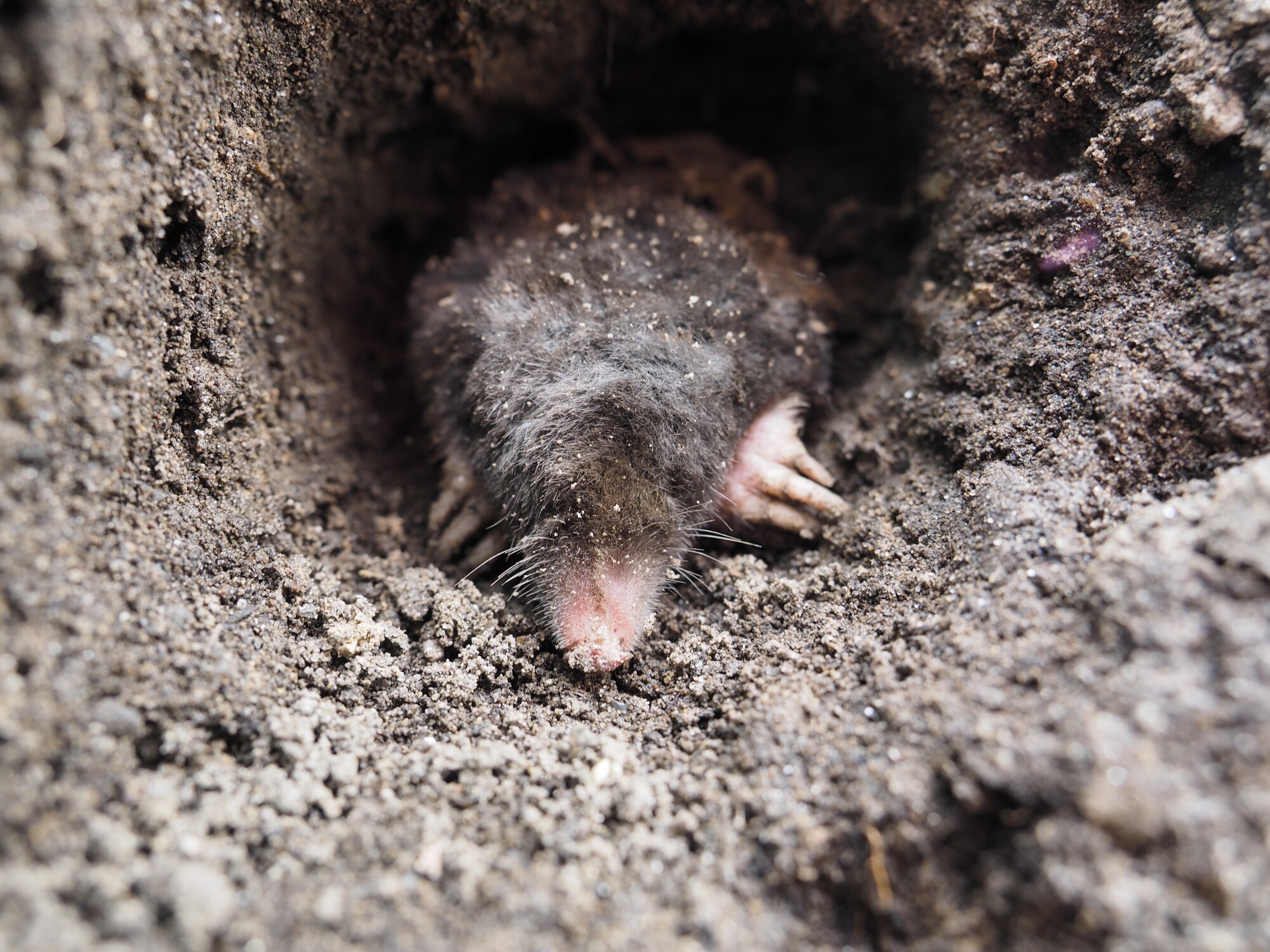 getting rid of Ground Moles