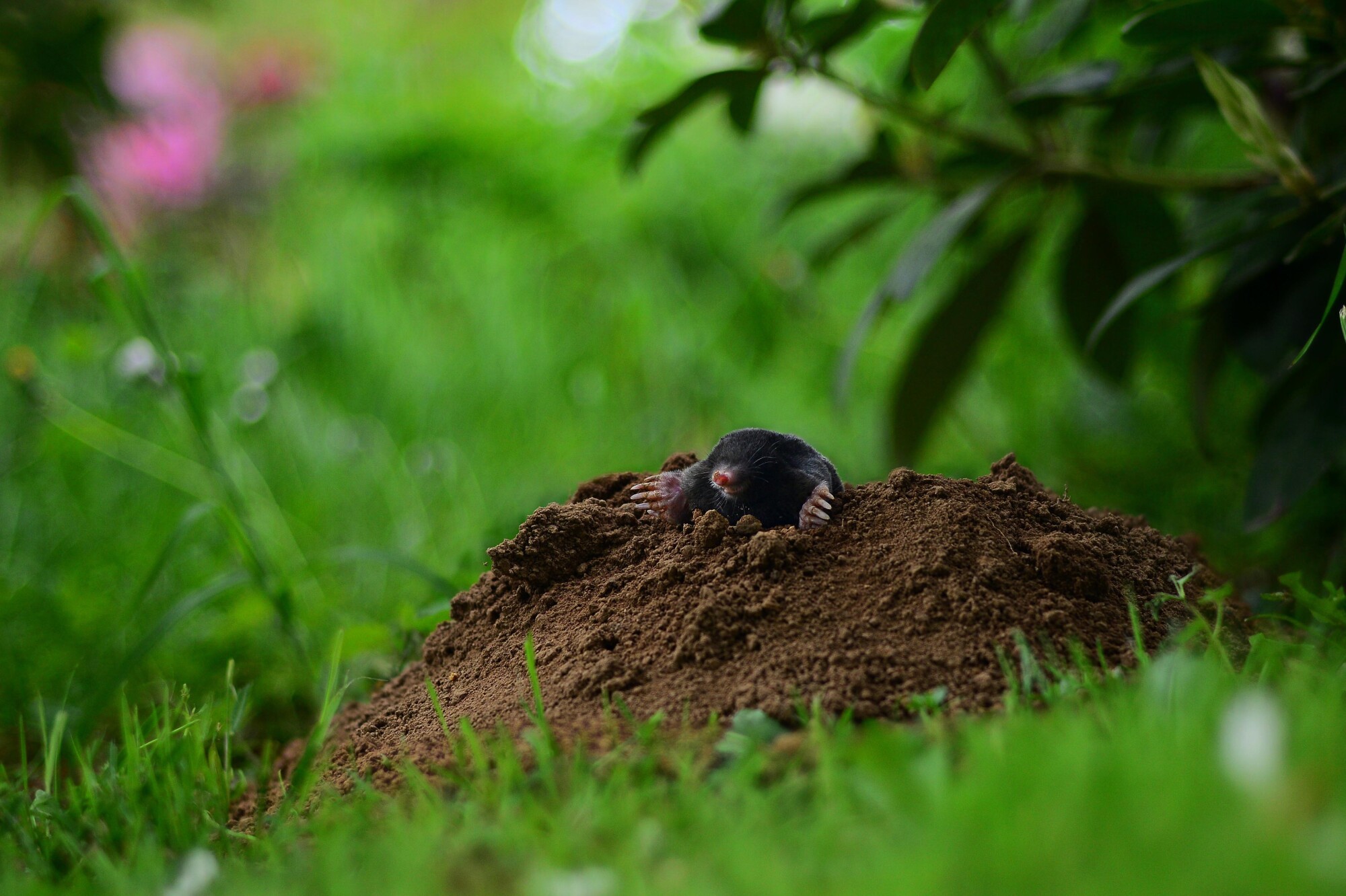 mole extermination