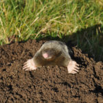 shutterstock 238323349 scaled