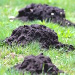 what does a ground mole look like