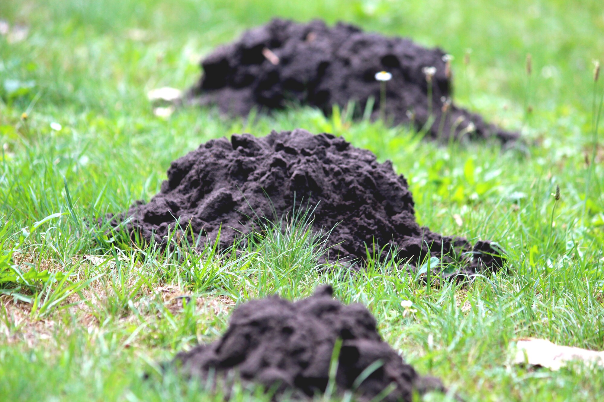 what does a ground mole look like