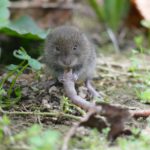 moles vs voles