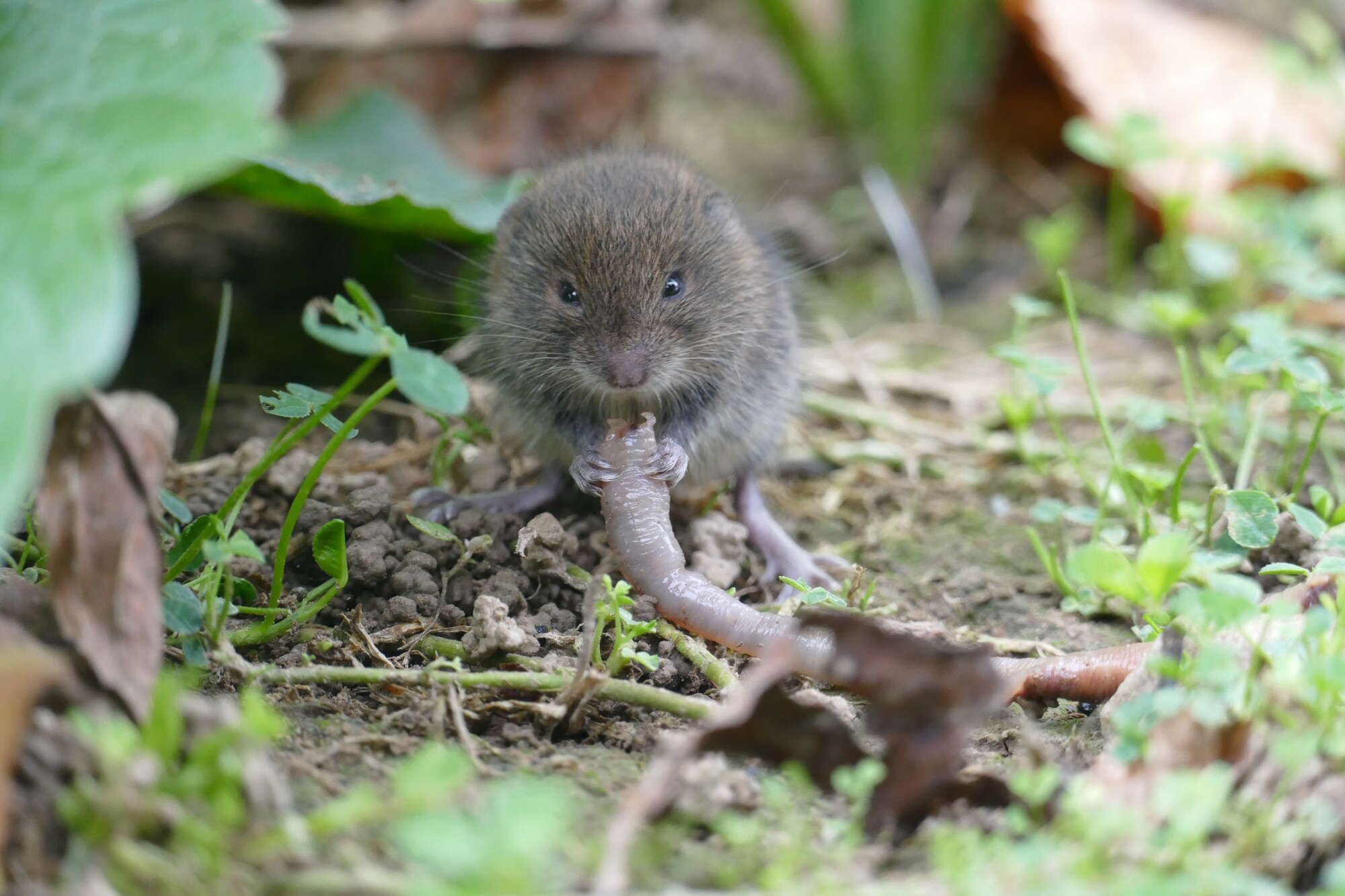 moles vs voles