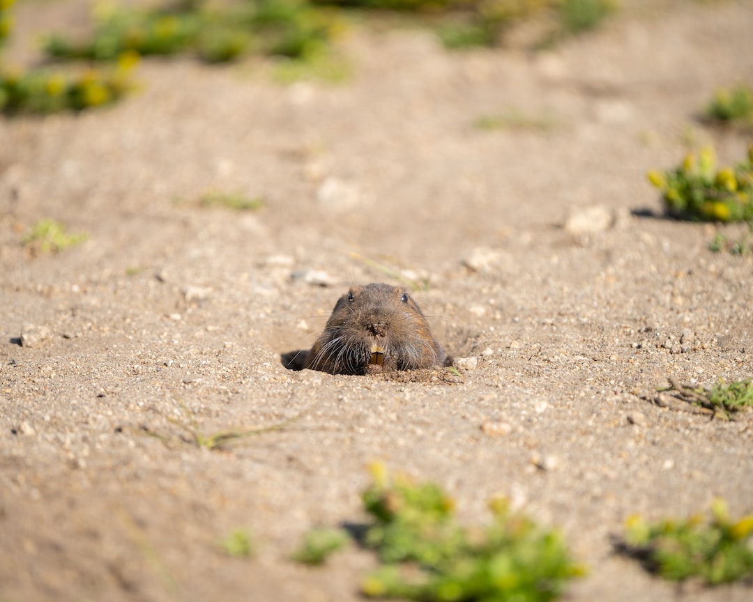 ground mole trapping