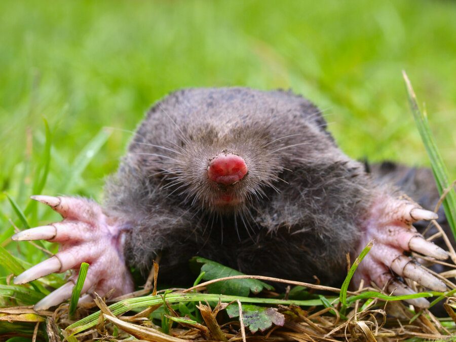 Mole