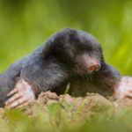 mole