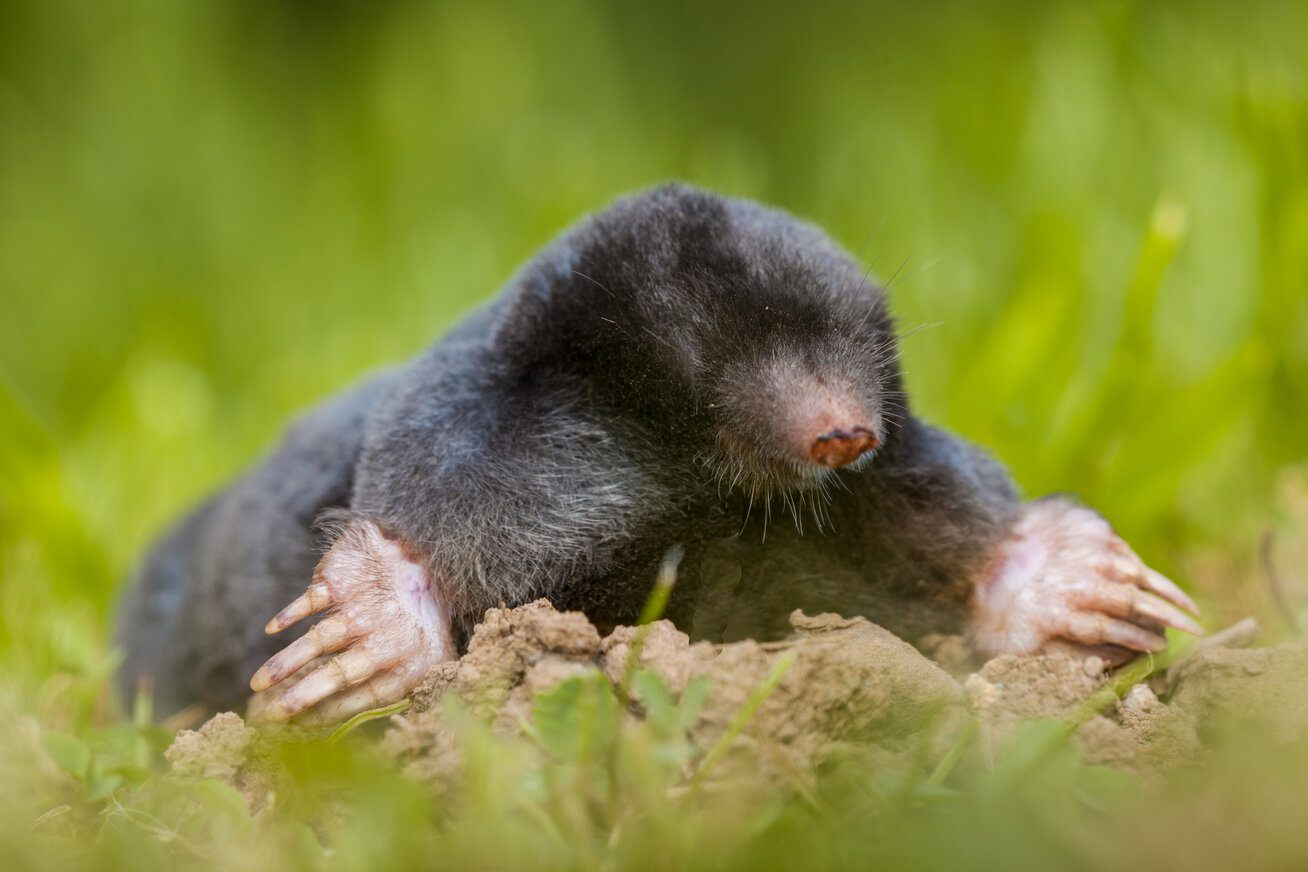 mole