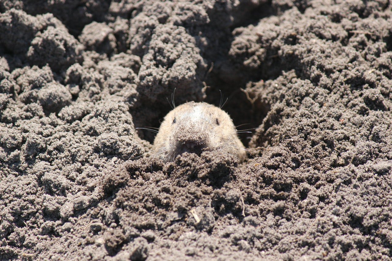 Gophers