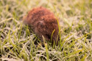 Lawn Damage
