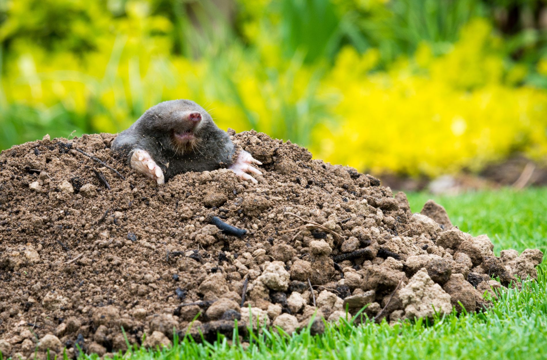mole