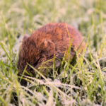 Voles