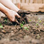 Garden Beds