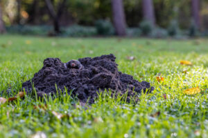 Mole Damage