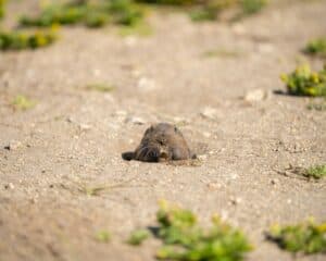 ground mole